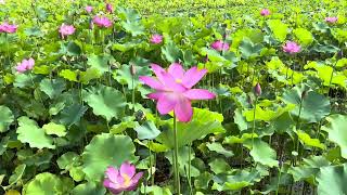 今週末で蓮の花は見納めかも・・・　夢前 蓮の花苑2024（7月19日現在）【兵庫県姫路市】