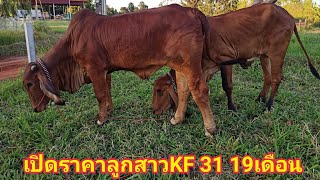 เปิดราคาลูกสาวKF31อายุ19เดือน สนใจโทร0621712615พ่อใหญ่ทอง.