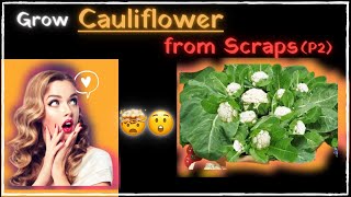 How to Regrow Cauliflower🥦 from Stem of cut out of a Cauliflower 🌱| ⏳25 Days Update Next⏳🕐 (P2)