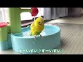 体重測定時にハプニング！？パパに一生懸命話すインコ　【セキセイインコ】　budgerigar.