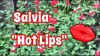 Salvia hotlips is a great drought tolerant plant