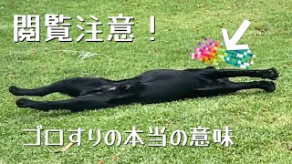 【犬のゴロすりの意味】🙏癒し動画はおまけに飛んで見て下さいね〜ラブラドールレトリバー子犬【黒ラブ】