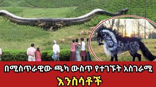 በሚስጥራዊው ጫካ ውስጥ የተገኙት ያልታወቁ ፍጥረታት||unusual creature found in forest ||feta squad