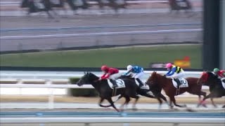 【現地動画】アシャカリブラ（杉原誠人）が4歳以上1勝クラスを勝利　父はケイムホーム