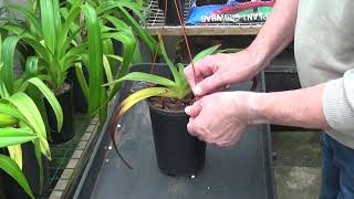 Paphiopedilum philippinense information, checking and re-potting