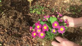 62 - Comment planter des primevères à partir de plants naturellement ressemés ?