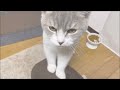 猫にモテる入浴剤を入れてお風呂に浸かったら入ろうとしてきましたww【マンチカン】