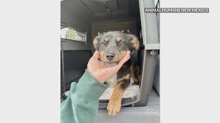 Animal Humane New Mexico takes in 20 dogs from Las Vegas