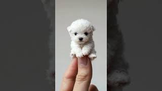 a cute white miniature puppy. #minipets #cute #puppy #animals #cutemini #cutedog #minidog