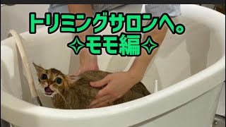 トリミングサロンへ。✧︎モモ編✧︎   【ペルシャ猫.Persian.チンチラゴールド.チンチラシルバー.トリミング.HELLO!DOG】