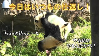 10/26今日のレイレイは一味違う！シャオシャオを木から引きずり降ろしちゃった💦giantpanda @tokyo 上野動物園