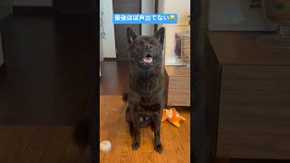 【甲斐犬】ちっちゃい声でワン！