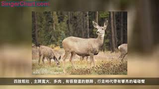 姜子牙坐騎四不像，是世界珍稀動物（被八國聯軍搶奪殆盡）