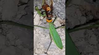 (자막 있음) 왕사마귀 vs 장수말벌 オオカマキリ vs オオスズメバチ  Praying Mantis vs Asian Giant Hornet