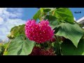 輕輕鬆鬆，賞花遊蹤 立春之花 吉野櫻 吊芙蓉 紅紙扇 紅葉金花 山茶花 木芙蓉 冬紅花 spring flowers prunus yedoensis