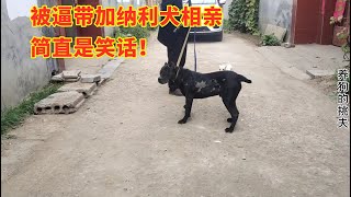 被逼带加纳利犬相亲，对象太娇小，主人太无奈，简直是笑话！