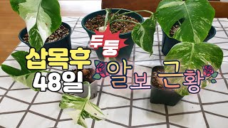 알보 몬스테라 삽목 후 48일 경과! 얼마나 성장했을까? Monstera Borsigiana Albo Variegata