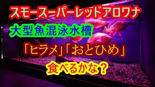 スモースーパーレッドアロワナと大型魚混泳水槽に「ヒラメ」「おとひめ」やりました。食べるかな？