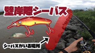 岸壁際には何かがいる/九頭竜川水系