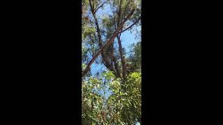 I like treeeeeeeeeeeeess