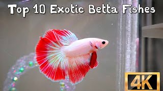 Top 10 Exotic Betta Fish Colors You Must See! 🐠✨