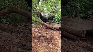 திருட்டு குடும்பமே வேகமா ஓடுங்க.... 🤣🐤#kozhi koothugal#chicken#yt shorts#tamil#shorts feed#