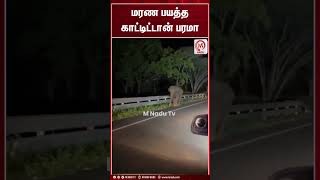 மரண பயத்த காட்டிட்டான் பரமா | Shorts | Elephant | M Nadu News