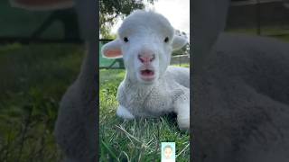 cute sheep enjoy🐑🐑 ll adorable Baby sheep sound ll goat #shorts #funny video #animals