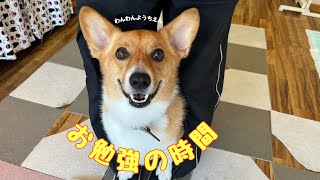 【犬の幼稚園】パカポコにチャレンジ‼️