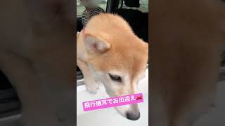 車から飛行機耳でお出迎え #shorts #柴犬 #犬 #shibainu