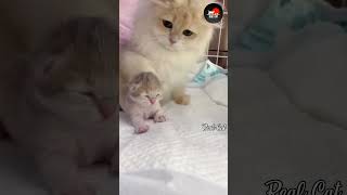 বিড়াল তার বাচ্চা কে নিয়ে খেলা করছে।  ওগো মা। #cat #cats #shorts #short #views #subscribe #cute