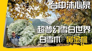 台中沐心泉休閒農場夢幻白雪木黃金楓 | 絕佳賞花季節  | 台中新社 | 網美必訪景點 | 白雪木花季 | 黃金楓花季 | 黃金風鈴木 | 網美拍照景點