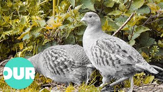 This Is The Country Life Of The English Partridge | Our World