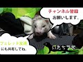 フェレットと旅行一人と一匹旅　公園巡り編 ferret lab 31