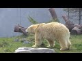 水中カイカイで可愛いポーズのリラ　朝授乳 polar bears