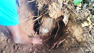 Wild beets collecting of araku tribes|white beets.