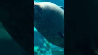 New dolphin dive show #viral #trending #villagesparkbd #youtubeshorts