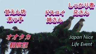 親鳥の帰りを待つ幼鳥たち　末っ子のマイペースぶり　オオタカ観察記　Goshawk children waiting for their parents 2021年7月13日撮影