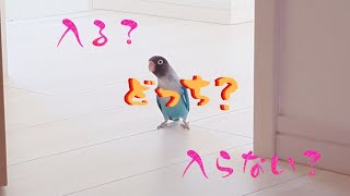 ボタンインコ　ウロコインコ　じれったいぶるぼん