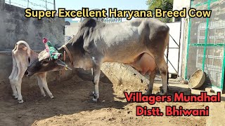 👍Super Excellent #Haryana Breed 👌Cow 👉Owner Bholu Mundhal 👉(Sandeep)👍