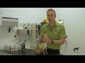 how to do a tick search companion animal vets