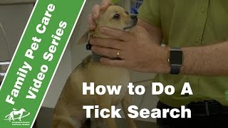 How to do a tick search- Companion Animal Vets