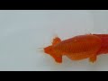 らんちゅう愛媛優良系統★当歳魚【品評会用】1_ranchu 兰寿 goldfish_p2240259