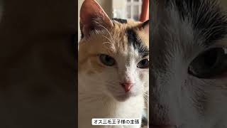 オス三毛王子様猫の主張 #cat #猫 #ねこ #オス三毛猫 #shorts