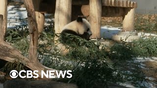 New giant pandas from China make U.S. debut