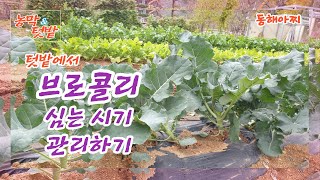 브로콜리 텃밭에 심는 시기와 관리하기.The timing and management of planting in a broccoli garden.