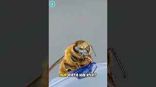 How do bees get drunk!😱