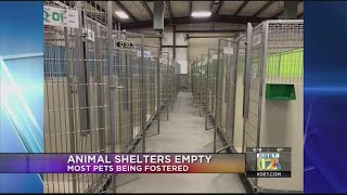 Kern County Animal Services shows empty kennels as most animals are in foster homes