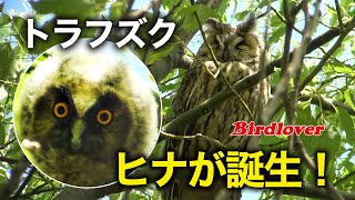 トラフズク・ヒナのオレンジ色の瞳 / Long-eared Owl