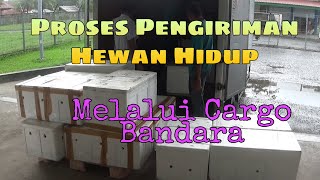 Cara Pengiriman Hewan Hidup Melalui Cargo Bandara